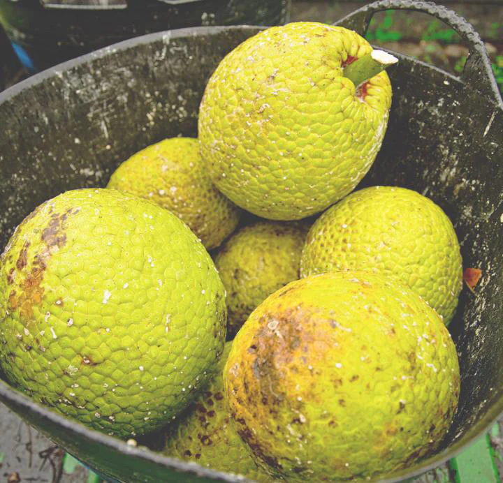 Breadfruit Image