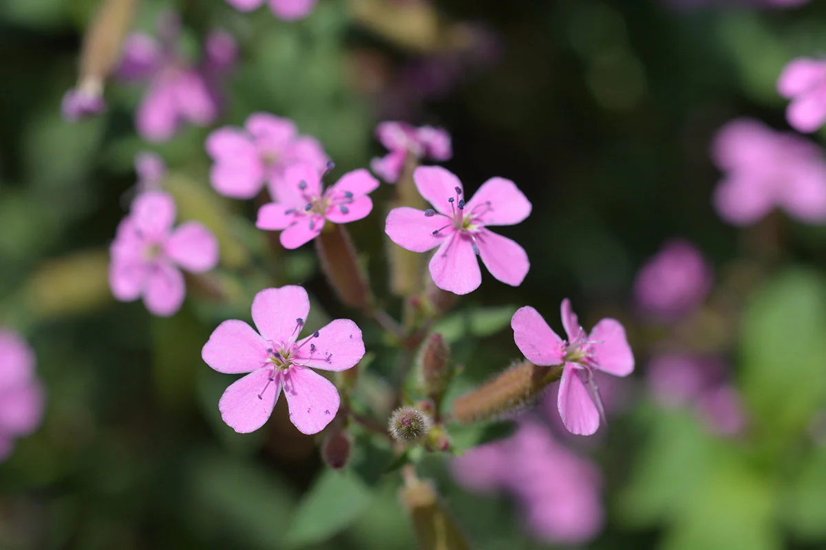 Benefit - Soapwort Extract Image